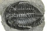 Detailed Hollardops Trilobite Fossil - Ofaten, Morocco #327541-1